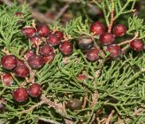 Juniperus phoenicea    