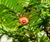 Taxus baccata    