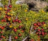 Juniperus oxycedrus subsp deltoides   