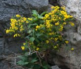 Hippocrepis emerus subsp emeroides