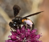 Andrena carbonaria