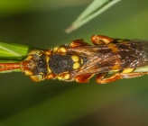 Nomada succinta