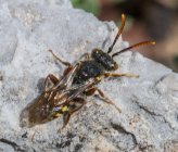 Nomada sp Pateras