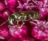 Hylaeus punctulatissimus