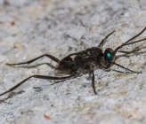 Evania appendigaster
