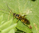 Amblyteles armatorius - θηλυκό