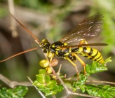 Banchus pictus