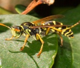 Polistes associus