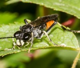 Tenthredinidae sp\. Dirfys