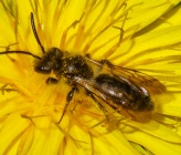 Andrena cinerea