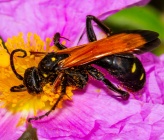 Cryptocheilus sp\. Dilesi