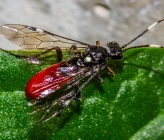 Tenthredopsis sp\. Dilesi