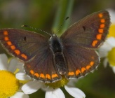 Aricia agestis