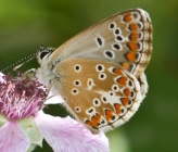 Aricia agestis