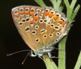 Aricia artaxerxes