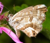 Cacyreus marshalli