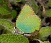 Callophrys rubi