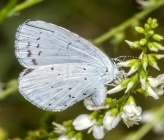 Celastrina argiolus