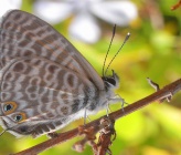 Leptotes pirithous