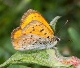Lycaena ottomanus