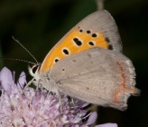 Lycaena phlaeas