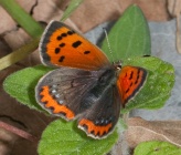 Lycaena phlaeas