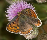 Lycaena tityrus