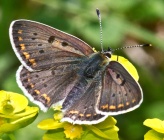 Lycaena tityrus