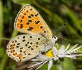 Lycaena tityrus