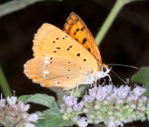 Lycaena virgaureae