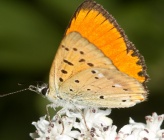 Lycaena virgaureae