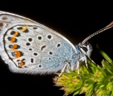 Plebejus argus