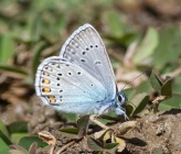 Polyommatus amandus
