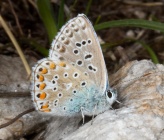 Polyommatus andronicus