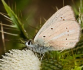 Polyommatus aroaniensis