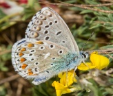 Lysandra bellargus