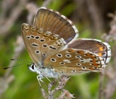 Lysandra bellargus