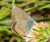 Polyommatus coelestina