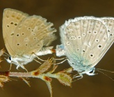 Polyommatus daphnis