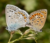 Polyommatus icarus