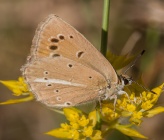 Polyommatus ripartii subsp pelopi