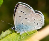 Cyaniris semiargus