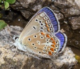 Polyommatus thersites