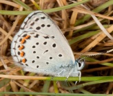 Pseudophilotes vicrama