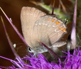 Satyrium acaciae