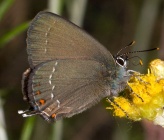 Satyrium ilicis