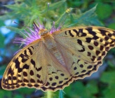Argynnis pandora