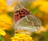 Argynnis pandora