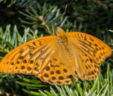 Argynnis paphia
