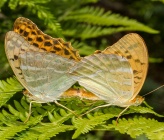 Argynnis paphia